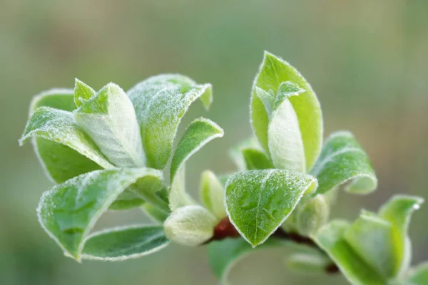 Flores Folhas Árvores Arbustos Gelado Inverno Folha Natureza Ucrânia Ocidental — Fotografia de Stock