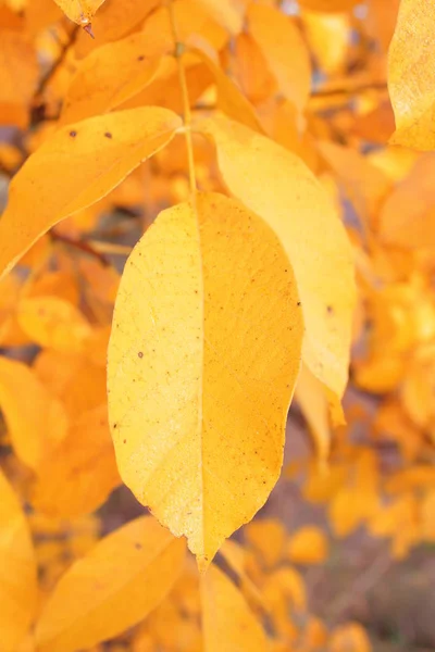 Feuilles Automne Automne Différentes Couleurs Automne Nature Ukraine Occidentale — Photo