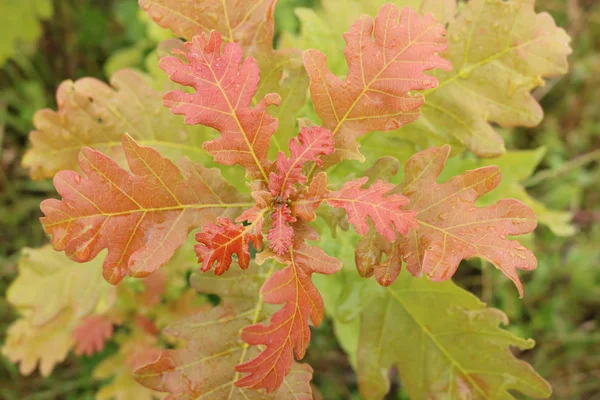 Feuilles Automne Automne Différentes Couleurs Automne Nature Ukraine Occidentale — Photo