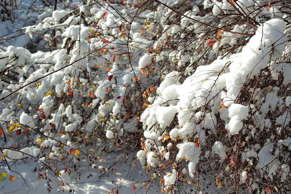 Χειμώνα και το φθινόπωρο στο φως του ήλιου. — Φωτογραφία Αρχείου