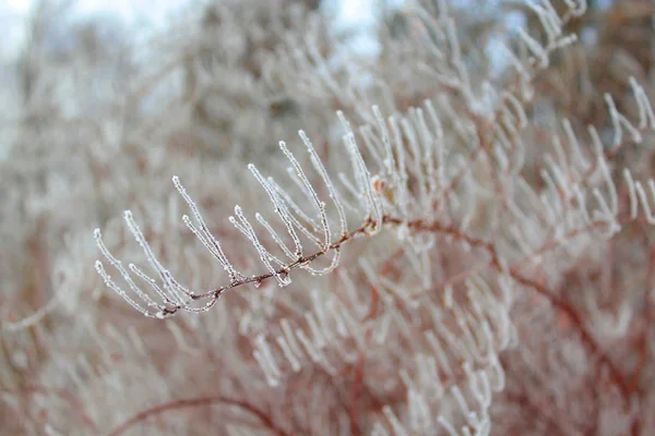 Stříbrná mrazy na větve jedle. — Stock fotografie