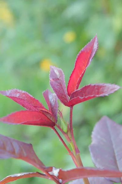 Rosa List Růžových Keřů Světle Zelené Listy Růží Příroda Západní — Stock fotografie