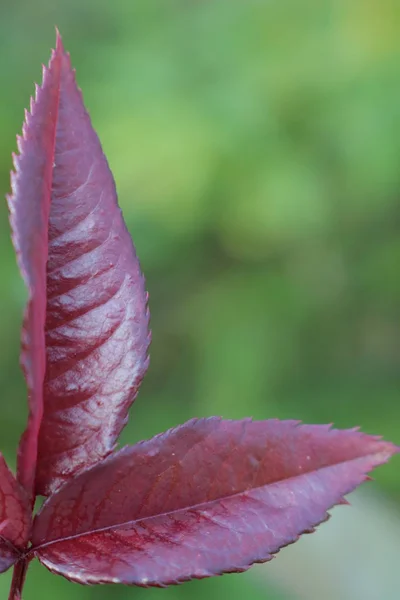 Rosa List Růžových Keřů Světle Zelené Listy Růží Příroda Západní — Stock fotografie