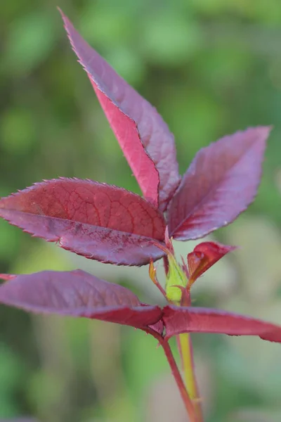 Https Www Britannica Com Rocíe Una Hoja Rosales Hojas Verdes — Foto de Stock