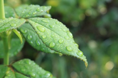 Gül çalılar yaprak üzerinde çiy. Parlak yeşil yaprakları gül. Doğa ve.