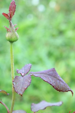 Gül çalılar yaprak üzerinde çiy. Parlak yeşil yaprakları gül. Doğa ve.