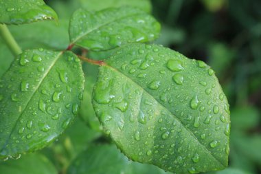 Gül çalılar yaprak üzerinde çiy. Parlak yeşil yaprakları gül. Doğa ve.