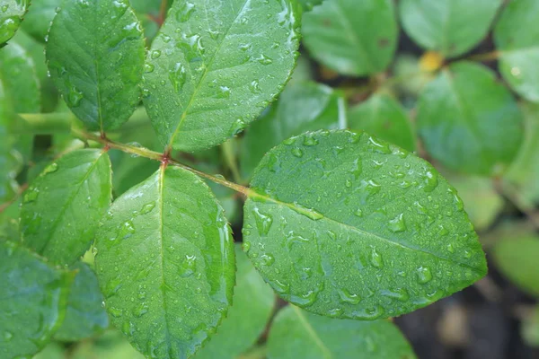 Dew on a leaf of rose bushes. Bright green leaves of roses. Nature of Western Ukraine.