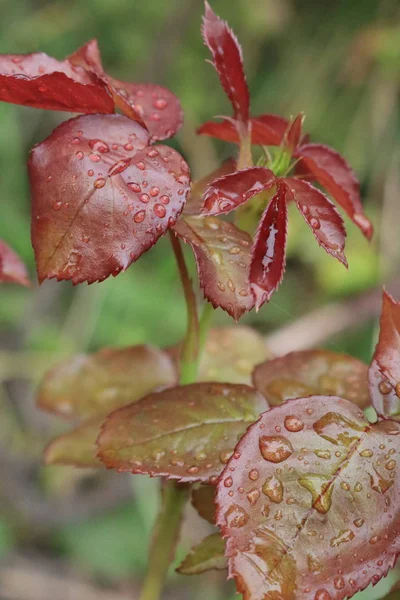 Růžové keře v kapkách rosy na listech. — Stock fotografie