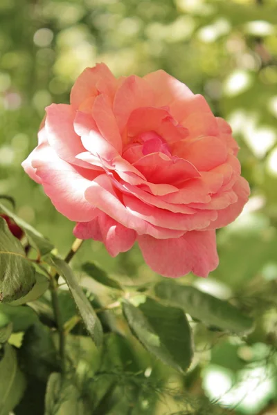 Red roses for a bouquet.