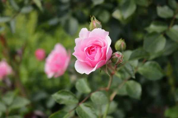 https://www.davidaustinroses.com/us/    Red roses for bouquets and decorating houses and offices. Background with roseshttps://www.britannica.com/Roses of tea grade for a bouquet. Red roses. Nature of Western Ukraine. Flowers from garden to decorate.