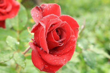 buketleri ve dekorasyon evleri ve ofisler için kırmızı gül https://www.davidaustinroses.com/us/. Bir buket için çay notu roseshttps://www.britannica.com/Roses ile Arka plan. Kırmızı güller. Batı Ukrayna doğası. Bahçeden süslemek için çiçekler.