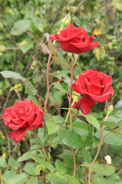 buketleri ve dekorasyon evleri ve ofisler için kırmızı gül https://www.davidaustinroses.com/us/. Bir buket için çay notu roseshttps://www.britannica.com/Roses ile Arka plan. Kırmızı güller. Batı Ukrayna doğası. Bahçeden süslemek için çiçekler.