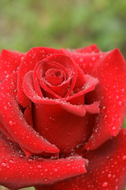 buketleri ve dekorasyon evleri ve ofisler için kırmızı gül https://www.davidaustinroses.com/us/. Bir buket için çay notu roseshttps://www.britannica.com/Roses ile Arka plan. Kırmızı güller. Batı Ukrayna doğası. Bahçeden süslemek için çiçekler.