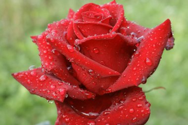 buketleri ve dekorasyon evleri ve ofisler için kırmızı gül https://www.davidaustinroses.com/us/. Bir buket için çay notu roseshttps://www.britannica.com/Roses ile Arka plan. Kırmızı güller. Batı Ukrayna doğası. Bahçeden süslemek için çiçekler.