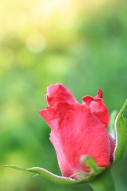 buketleri ve dekorasyon evleri ve ofisler için kırmızı gül https://www.davidaustinroses.com/us/. Bir buket için çay notu roseshttps://www.britannica.com/Roses ile Arka plan. Kırmızı güller. Batı Ukrayna doğası. Bahçeden süslemek için çiçekler.