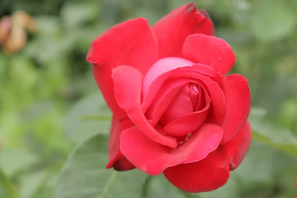 https://www.davidaustinroses.com/us/    Red roses for bouquets and decorating houses and offices. Background with roseshttps://www.britannica.com/Roses of tea grade for a bouquet. Red roses. Nature of Western Ukraine. Flowers from garden to decorate.