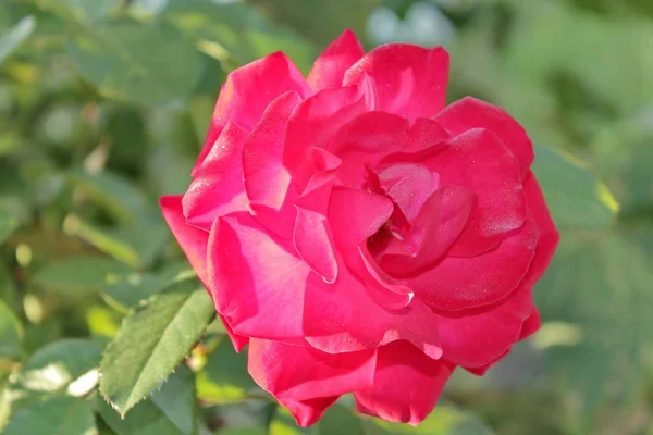 Red roses for a bouquet.