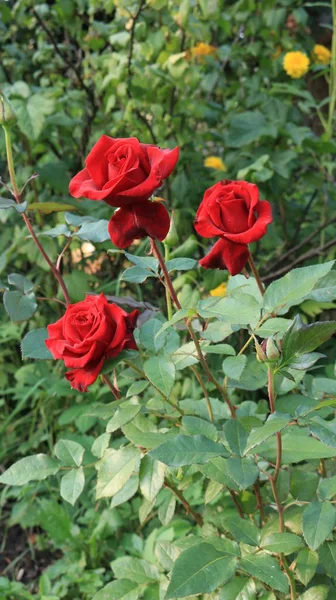 buketleri ve dekorasyon evleri ve ofisler için kırmızı gül https://www.davidaustinroses.com/us/. Bir buket için çay notu roseshttps://www.britannica.com/Roses ile Arka plan. Kırmızı güller. Batı Ukrayna doğası. Bahçeden süslemek için çiçekler.