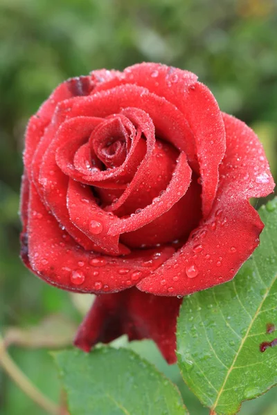 Https Www Britannica Com Roses Tea Grade Bouquet Red Roses — Stock Photo, Image