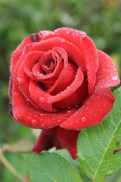 https://www.britannica.com/Roses of tea grade for a bouquet. Red roses. Nature of Western Ukraine. Flowers from garden to decorate.