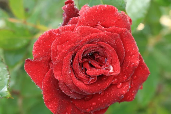 buketleri ve dekorasyon evleri ve ofisler için kırmızı gül https://www.davidaustinroses.com/us/. Bir buket için çay notu roseshttps://www.britannica.com/Roses ile Arka plan. Kırmızı güller. Batı Ukrayna doğası. Bahçeden süslemek için çiçekler.