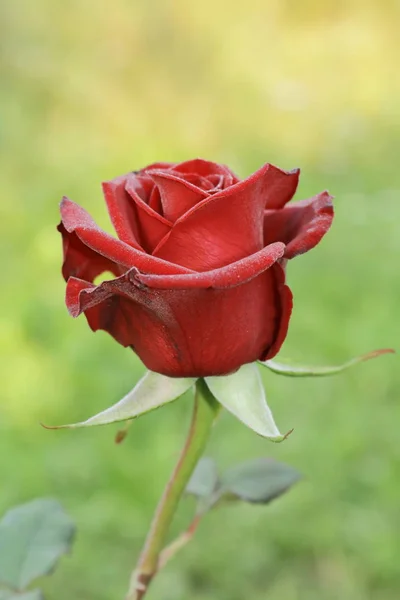 Red roses for a bouquet. — Stock Photo, Image