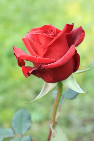 https://www.davidaustinroses.com/us/    Red roses for bouquets and decorating houses and offices. Background with roseshttps://www.britannica.com/Roses of tea grade for a bouquet. Red roses. Nature of Western Ukraine. Flowers from garden to decorate.