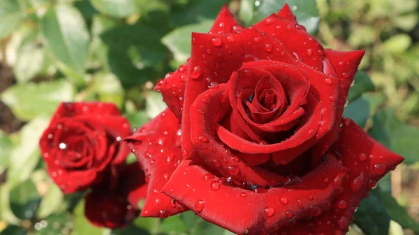 buketleri ve dekorasyon evleri ve ofisler için kırmızı gül https://www.davidaustinroses.com/us/. Bir buket için çay notu roseshttps://www.britannica.com/Roses ile Arka plan. Kırmızı güller. Batı Ukrayna doğası. Bahçeden süslemek için çiçekler.