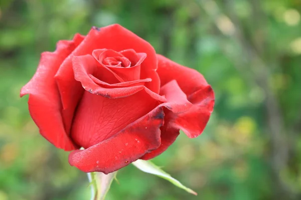 Https Www Davidaustinroses Com Rote Rosen Für Blumensträuße Und Die Stockfoto