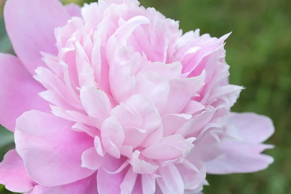 Common Peony Paeonia Officinalis Growing Planting Caring Growwhttps Www Groww — Stock Photo, Image