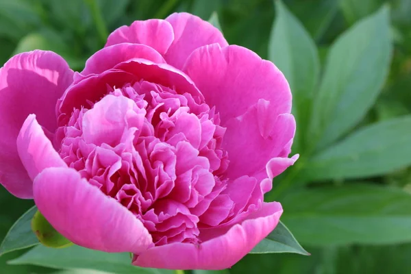 Common peony (Paeonia officinalis): growing, planting, caring. - Growwhttps://www.groww.fr/en/plants/common-peonySummer flowers of peony. Flowers for a bouquet. Nature of Western Ukraine. Flowers of Ukraine.
