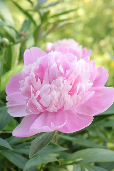 일반적인 Paeonia Officinalis 모란의 Growwhttps Www Groww Plants Common Peonysummer — 스톡 사진