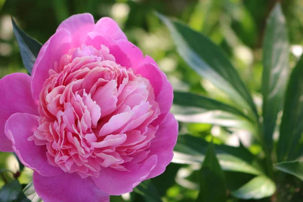 일반적인 Paeonia Officinalis 모란의 Growwhttps Www Groww Plants Common Peonysummer — 스톡 사진