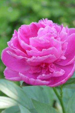 Bir buket çiçekler şakayık. Representaatives bitkilerin krallığının çiçektir. Gezegen çiçek. Batı Ulraine doğası.