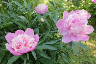 Yaygın şakayık (Paeonia officinalis): büyüyen, dikim, bakım. - bir buket için çiçek Growwhttps://www.groww.fr/en/plants/common-peonypeony. Çiçekler bitkilerin krallığının temsilidir. Çiçek Gezegeni. Batı Ulraine Doğası.