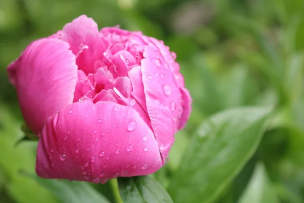 Peônia Comum Paeonia Officinalis Crescimento Plantio Cuidado Growwhttps Www Groww — Fotografia de Stock