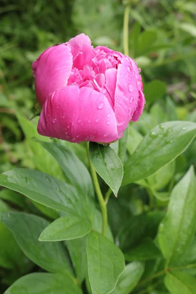 Gewone Pioen Paeonia Officinalis Kweken Planten Zorgzaam Growwhttps Www Groww — Stockfoto