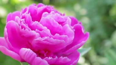 Yaygın şakayık (Paeonia officinalis): büyüyen, dikim, bakım. - bir buket için çiçek Growwhttps://www.groww.fpeony. Yaz çiçekleri. Video - Planet Çiçekler. Batı Ukrayna doğası. Çiçeklerin krallığı. Kuş şarkı arka planda Şakayık.