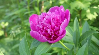 Yaygın şakayık (Paeonia officinalis): büyüyen, dikim, bakım. - bir buket için çiçek Growwhttps://www.groww.fpeony. Yaz çiçekleri. Video - Planet Çiçekler. Batı Ukrayna doğası. Çiçeklerin krallığı. Kuş şarkı arka planda Şakayık.