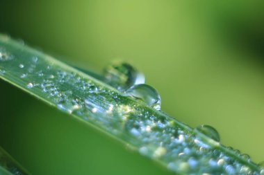  Güneş ışınlarının Çiy damlaları.