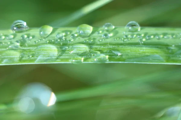 Rocío gotas en los rayos del sol . — Foto de Stock