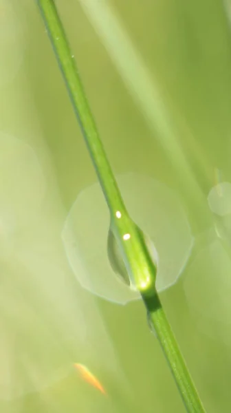 Leaves Plants Sunlight Texture Green Leaves Dew Drops Lit Sun — Stock Photo, Image