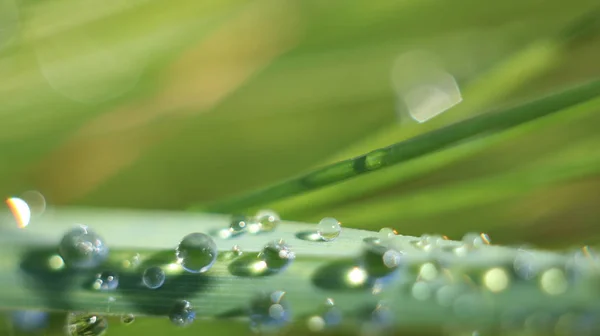 Leaves Plants Sunlight Texture Green Leaves Dew Drops Lit Sun — Stock Photo, Image