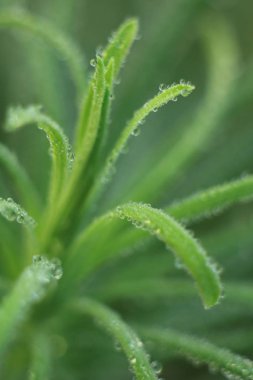  Güneş ışınlarının Çiy damlaları.