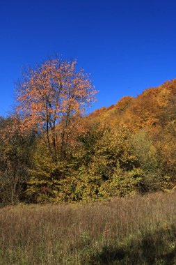 Ternopil parlak, sıcak, altın sonbaharda. Batı Ukrayna doğası. Sonbahar iç çamaşırları. Sonbahar ormanıyla manzara.