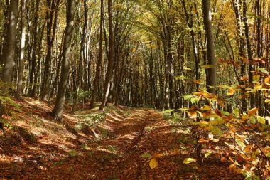 Ternopil parlak, sıcak, altın sonbaharda. Batı Ukrayna doğası. Sonbahar iç çamaşırları. Sonbahar ormanıyla manzara.