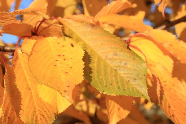 Yellow Autumn Leaves Golden Autumn Ternopil Nature Western Ukraine Branches — Stock Photo, Image
