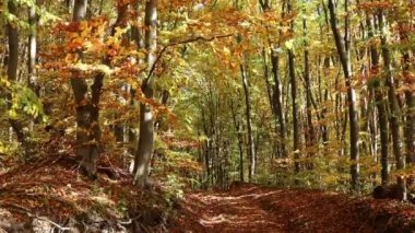 Sonbahar orman. Sıcak güneşli bir günde sonbahar orman. Ternopil doğası. Batı Ukrayna doğası. Orman yolu. 