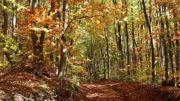 Podzimní Les Teplý Slunečný Den Podzimním Lese Povaha Ternopil Příroda — Stock video